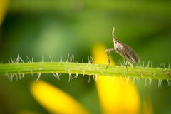 Scolops sulcipes by (c) Andrew Cannizzaro, some rights reserved (CC BY), uploaded by Andrew Cannizzaro. Used under a CC-BY license.