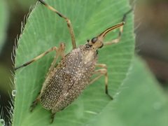 Scolops sulcipes by no rights reserved, uploaded by Yann Kemper. Used under a CC0 license.