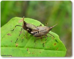 Scolops sulcipes by (c) christine123, some rights reserved (CC BY), uploaded by christine123. Used under a CC-BY license.