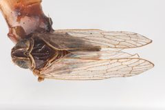 Melanoliarus by (c) Hopper Museum, some rights reserved (CC BY), uploaded by Hopper Museum. Used under a CC-BY license.