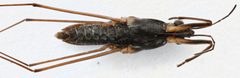 Gerris argenticollis by (c) Matthew Pintar, some rights reserved (CC BY), uploaded by Matthew Pintar. Used under a CC-BY license.