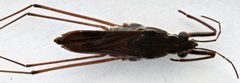 Gerris argenticollis by (c) Matthew Pintar, some rights reserved (CC BY), uploaded by Matthew Pintar. Used under a CC-BY license.