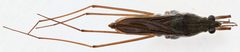 Gerris insperatus by (c) Matthew Pintar, some rights reserved (CC BY), uploaded by Matthew Pintar. Used under a CC-BY license.