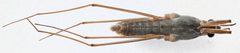 Gerris insperatus by (c) Matthew Pintar, some rights reserved (CC BY), uploaded by Matthew Pintar. Used under a CC-BY license.