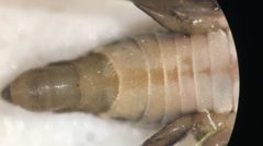 Limnogonus recens by (c) Matthew Pintar, some rights reserved (CC BY), uploaded by Matthew Pintar. Used under a CC-BY license.