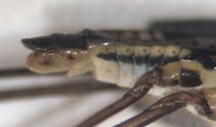 Limnogonus recens by (c) Matthew Pintar, some rights reserved (CC BY), uploaded by Matthew Pintar. Used under a CC-BY license.