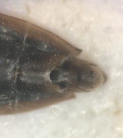 Gerris marginatus by (c) Matthew Pintar, some rights reserved (CC BY), uploaded by Matthew Pintar. Used under a CC-BY license.