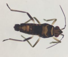 Microvelia albonotata by (c) Matthew Pintar, some rights reserved (CC BY), uploaded by Matthew Pintar. Used under a CC-BY license.