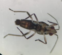Microvelia albonotata by (c) Matthew Pintar, some rights reserved (CC BY), uploaded by Matthew Pintar. Used under a CC-BY license.