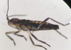 Microvelia albonotata by (c) Matthew Pintar, some rights reserved (CC BY), uploaded by Matthew Pintar. Used under a CC-BY license.