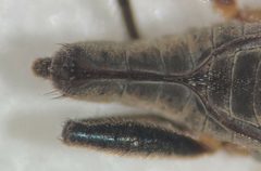 Rhagovelia choreutes by (c) Matthew Pintar, some rights reserved (CC BY), uploaded by Matthew Pintar. Used under a CC-BY license.
