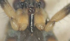 Rhagovelia choreutes by (c) Matthew Pintar, some rights reserved (CC BY), uploaded by Matthew Pintar. Used under a CC-BY license.