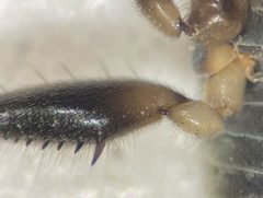 Rhagovelia choreutes by (c) Matthew Pintar, some rights reserved (CC BY), uploaded by Matthew Pintar. Used under a CC-BY license.