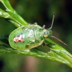 Cyphostethus tristriatus by (c) Barry Walter, some rights reserved (CC BY), uploaded by Barry Walter. Used under a CC-BY license.