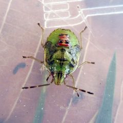 Cyphostethus tristriatus by (c) Barry Walter, some rights reserved (CC BY), uploaded by Barry Walter. Used under a CC-BY license.