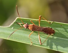 Neomegalotomus parvus by (c) Lucas Rubio, some rights reserved (CC BY), uploaded by Lucas Rubio. Used under a CC-BY license.