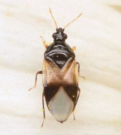 Orius insidiosus by (c) skitterbug, some rights reserved (CC BY), uploaded by skitterbug. Used under a CC-BY license.