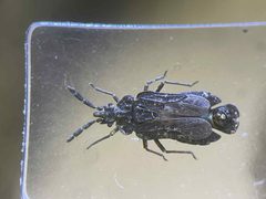 Aradus intectus by no rights reserved, uploaded by Nick Bédard. Used under a CC0 license.