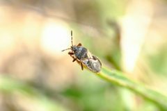 Blissus occiduus by (c) Chris Ratzlaff, some rights reserved (CC BY), uploaded by Chris Ratzlaff. Used under a CC-BY license.