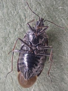 Tetraphleps canadensis by (c) Trevor Van Loon, some rights reserved (CC BY), uploaded by Trevor Van Loon. Used under a CC-BY license.