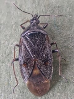 Tetraphleps canadensis by (c) Trevor Van Loon, some rights reserved (CC BY), uploaded by Trevor Van Loon. Used under a CC-BY license.