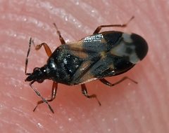 Anthocoris nemoralis by (c) portioid, some rights reserved (CC BY), uploaded by portioid. Used under a CC-BY license.