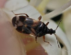 Anthocoris nemoralis by (c) portioid, some rights reserved (CC BY), uploaded by portioid. Used under a CC-BY license.