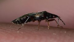 Anthocoris nemoralis by (c) portioid, some rights reserved (CC BY), uploaded by portioid. Used under a CC-BY license.