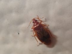 Cardiastethus by (c) Alexis Tinker-Tsavalas, some rights reserved (CC BY), uploaded by Alexis Tinker-Tsavalas. Used under a CC-BY license.