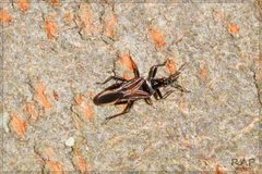 Macrotrachelia nigronitens by (c) RAP, some rights reserved (CC BY), uploaded by RAP. Used under a CC-BY license.