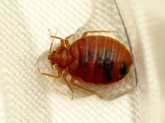 Cimex lectularius by (c) Katja Schulz, some rights reserved (CC BY), uploaded by Katja Schulz. Used under a CC-BY license.