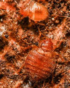 Oeciacus by (c) Emanuel Kern, some rights reserved (CC BY), uploaded by Emanuel Kern. Used under a CC-BY license.