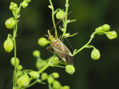 Adelphocoris lineolatus by (c) Cosimo Costanzia di Costigliole, some rights reserved (CC BY), uploaded by Cosimo Costanzia di Costigliole. Used under a CC-BY license.