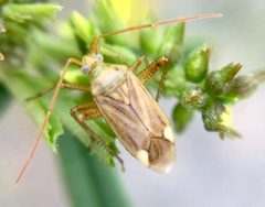 Adelphocoris lineolatus by (c) Paul Cook, some rights reserved (CC BY), uploaded by Paul Cook. Used under a CC-BY license.