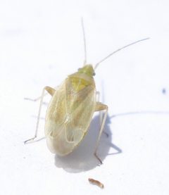 Amblytylus by (c) Mick Talbot, some rights reserved (CC BY). Used under a CC-BY license.