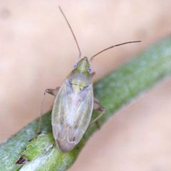 Amblytylus nasutus by (c) Barry Walter, some rights reserved (CC BY), uploaded by Barry Walter. Used under a CC-BY license.