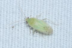 Americodema nigrolineatum by (c) Rich Sommer, some rights reserved (CC BY), uploaded by Rich Sommer. Used under a CC-BY license.