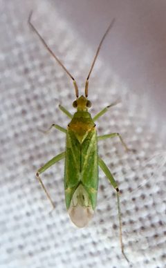 Blepharidopterus angulatus by (c) Paul Cook, some rights reserved (CC BY), uploaded by Paul Cook. Used under a CC-BY license.