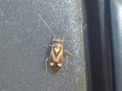 Bolteria by (c) Even Dankowicz, some rights reserved (CC BY), uploaded by Even Dankowicz. Used under a CC-BY license.