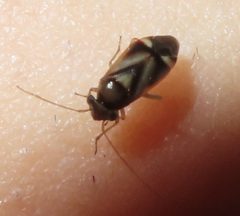 Bolteria luteifrons by (c) Mila C., some rights reserved (CC BY), uploaded by Mila C.. Used under a CC-BY license.