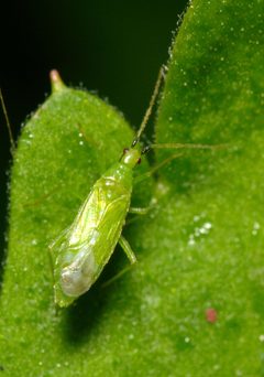 Macrolophus by (c) portioid, some rights reserved (CC BY), uploaded by portioid. Used under a CC-BY license.