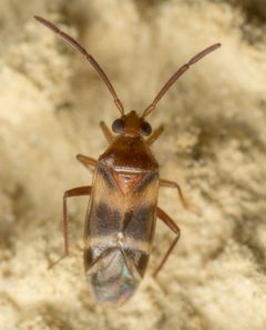 Ceratocapsus apicatus by no rights reserved, uploaded by Jesse Rorabaugh. Used under a CC0 license.