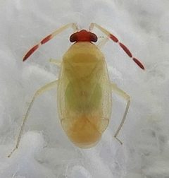 Ceratocapsus bifurcus by (c) jimeckert49, some rights reserved (CC BY). Used under a CC-BY license.