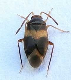 Ceratocapsus fasciatus by (c) jimeckert49, some rights reserved (CC BY). Used under a CC-BY license.