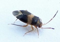 Ceratocapsus fasciatus by (c) jimeckert49, some rights reserved (CC BY). Used under a CC-BY license.