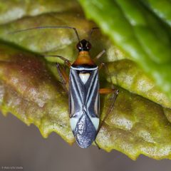 Closterocoris amoenus by (c) Ken-ichi Ueda, some rights reserved (CC BY), uploaded by Ken-ichi Ueda. Used under a CC-BY license.