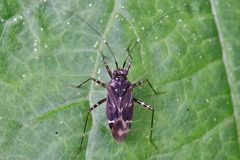 Cylapus tenuicornis by (c) Bill Keim, some rights reserved (CC BY). Used under a CC-BY license.