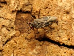 Cylapus by (c) Katja Schulz, some rights reserved (CC BY). Used under a CC-BY license.