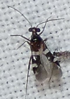 Cyrtopeltocoris gracilentis by no rights reserved, uploaded by kcthetc1. Used under a CC0 license.
