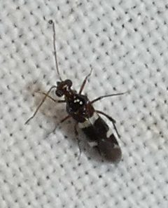 Cyrtopeltocoris gracilentis by no rights reserved, uploaded by kcthetc1. Used under a CC0 license.